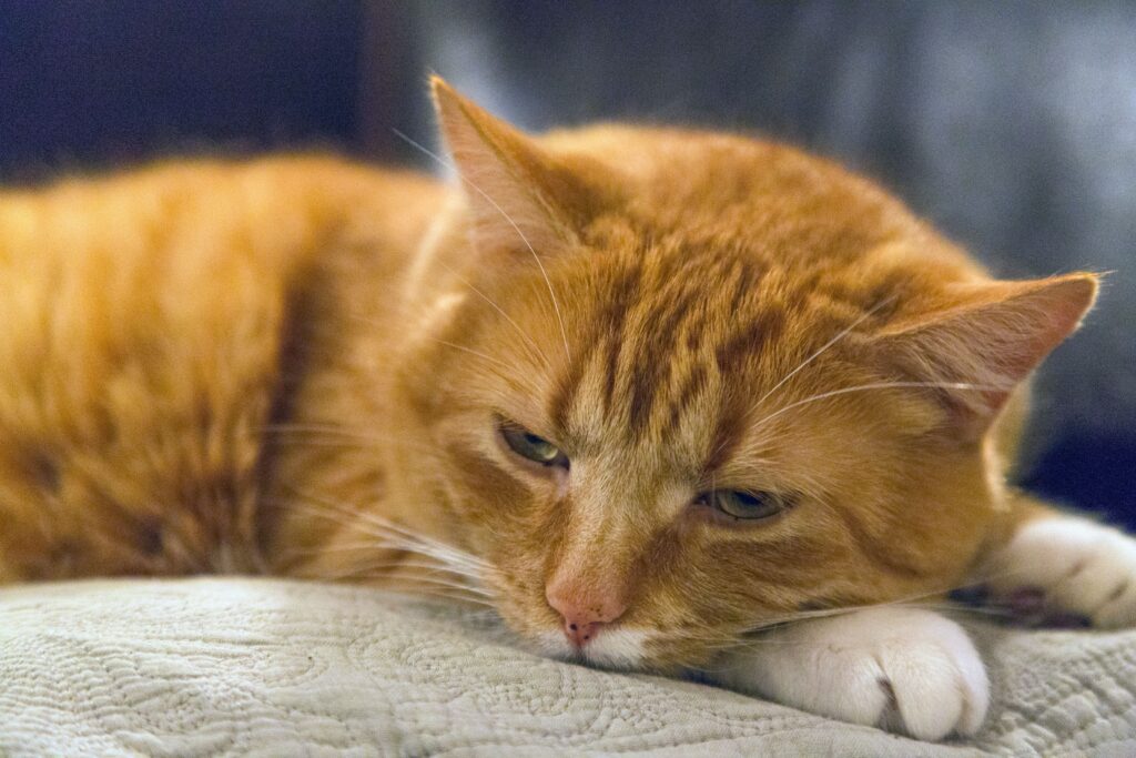 Hyperesthesia in Cats Treatment: Complete Guide to Managing Feline Hyperesthesia Syndrome
