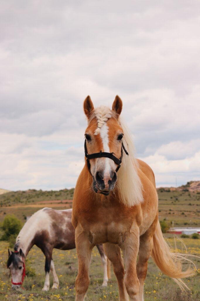 Normal Temperature for Horses: Complete Guide to Equine Body Temperature