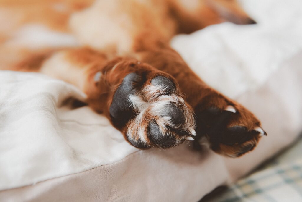Dog Paw Pads: Complete Guide to Anatomy, Health, and Care