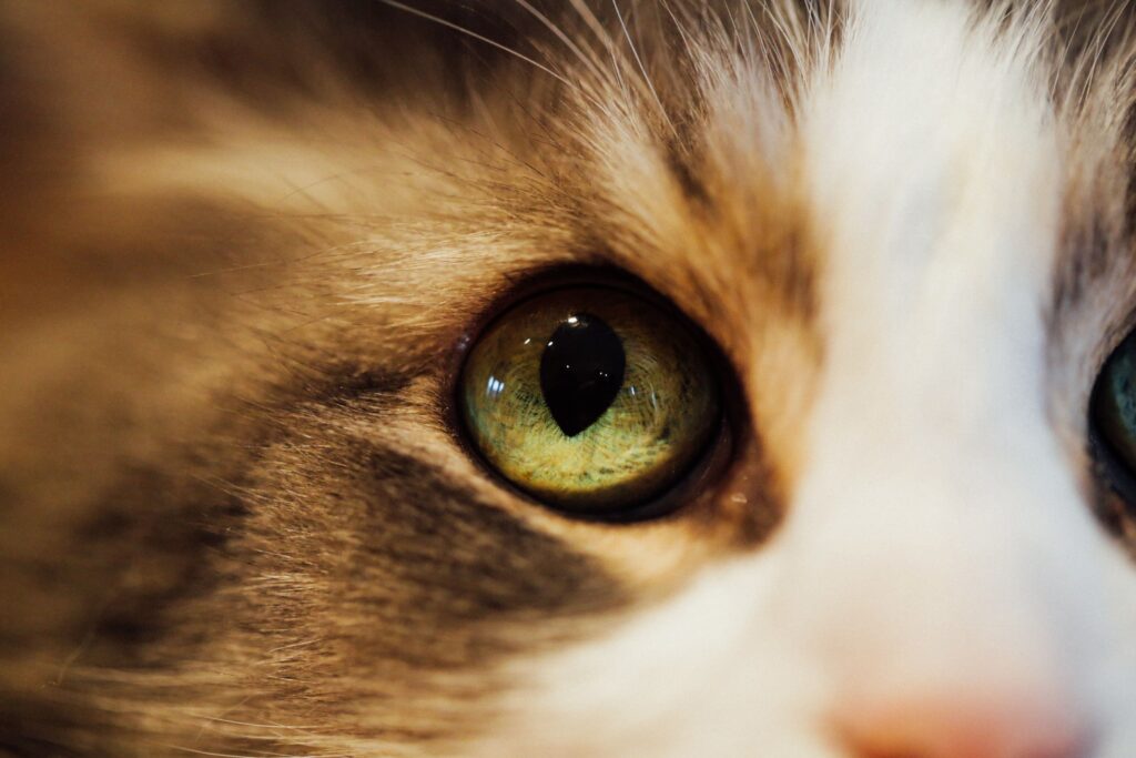 Cats and Watery Eyes: Complete Guide to Causes, Treatment, and Prevention