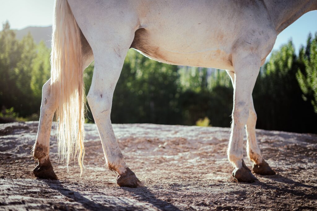 What is Lameness in Horses: A Comprehensive Guide to Detection, Diagnosis, and Management