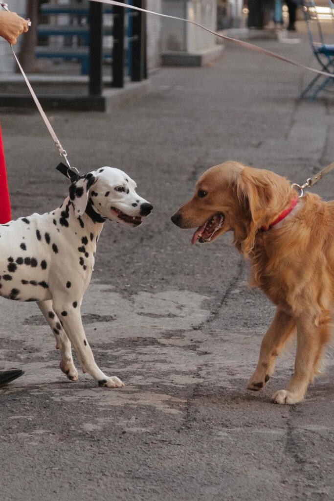 Leash Reactive Dog: Complete Guide to Understanding and Managing Reactive Behavior