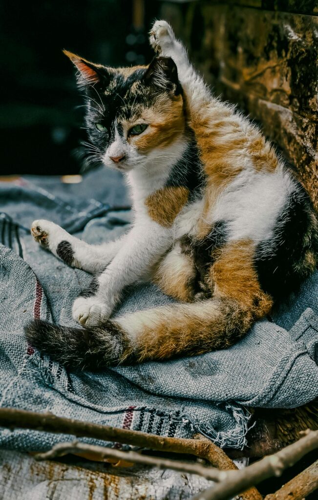 How Do Cats Get Worms: Complete Guide to Feline Parasite Transmission