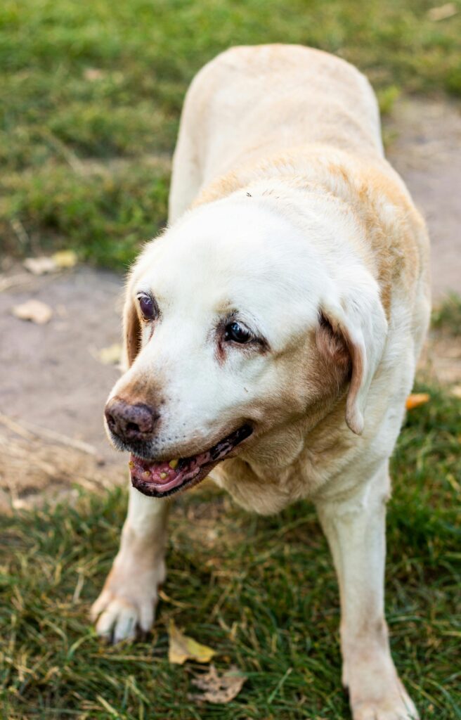 Dog Fatty Lump: Complete Guide to Lipomas in Dogs
