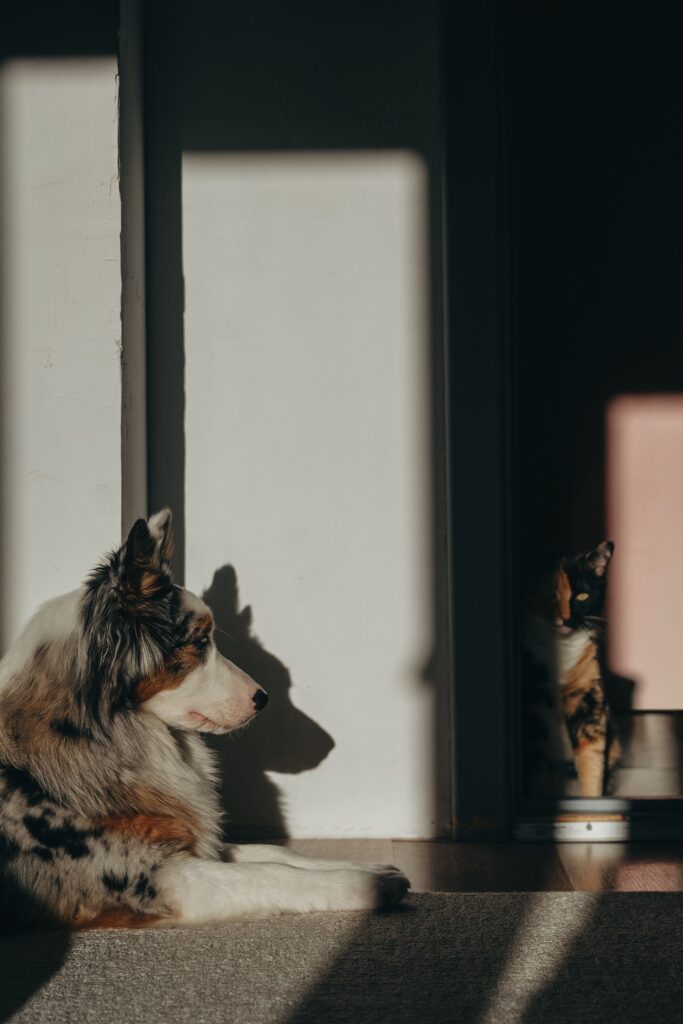 Vestibular Disease in Canine: Complete Guide to Symptoms, Diagnosis, and Treatment