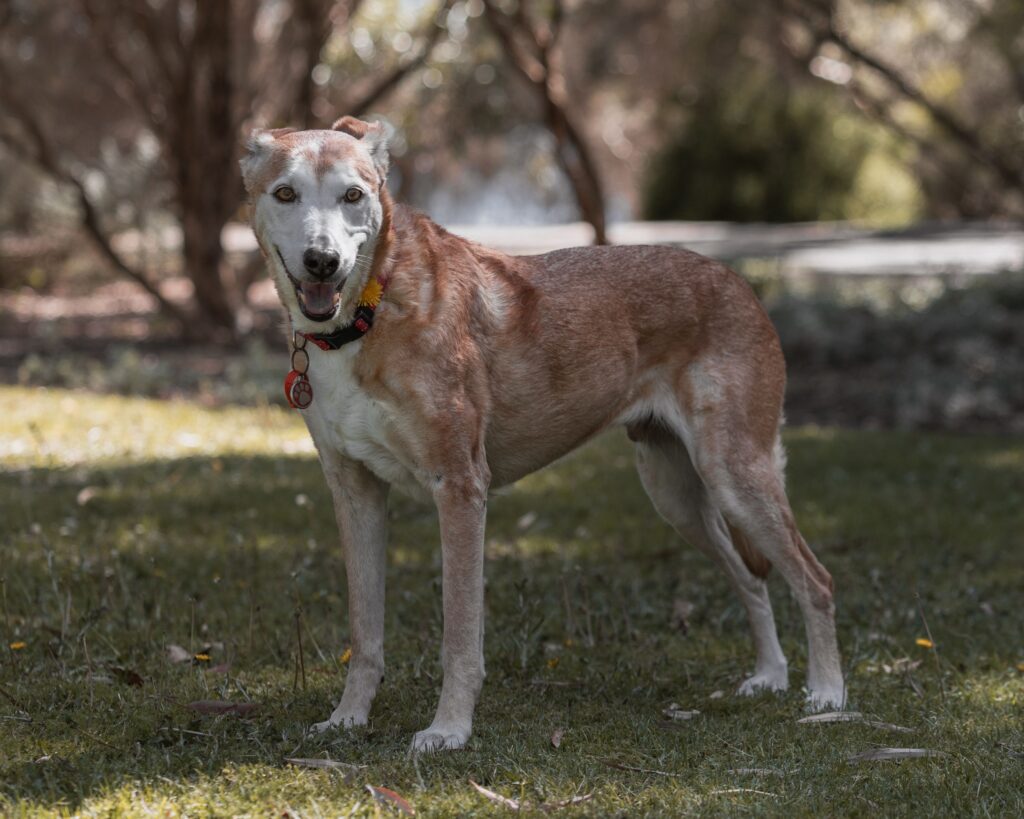 Unexplained Weight Loss in Dogs: Causes, Warning Signs, and When to Seek Help