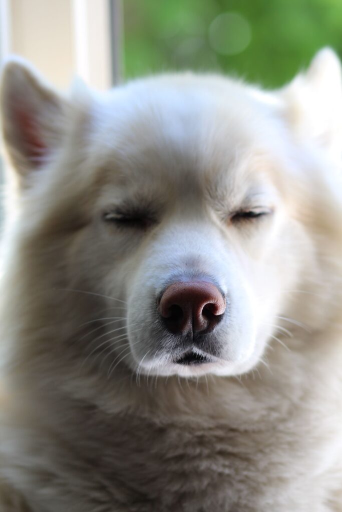 Why Is My Dog’s Nose Turning Pink? Complete Guide to Canine Nose Color Changes