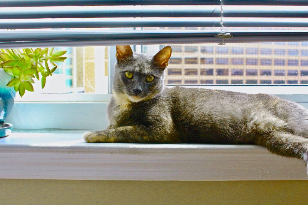 Complete Guide to Caring for Your Blind Cat: From Diagnosis to Daily Life