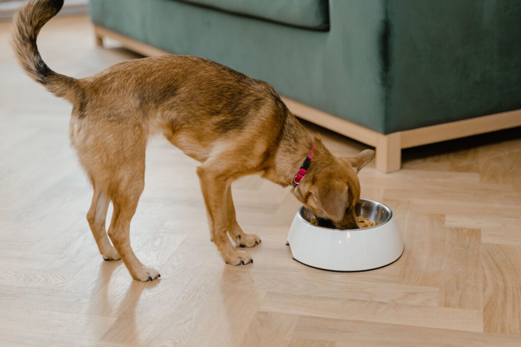 Milk Thistle for Dogs: Complete Guide to Liver Support Benefits and Safety