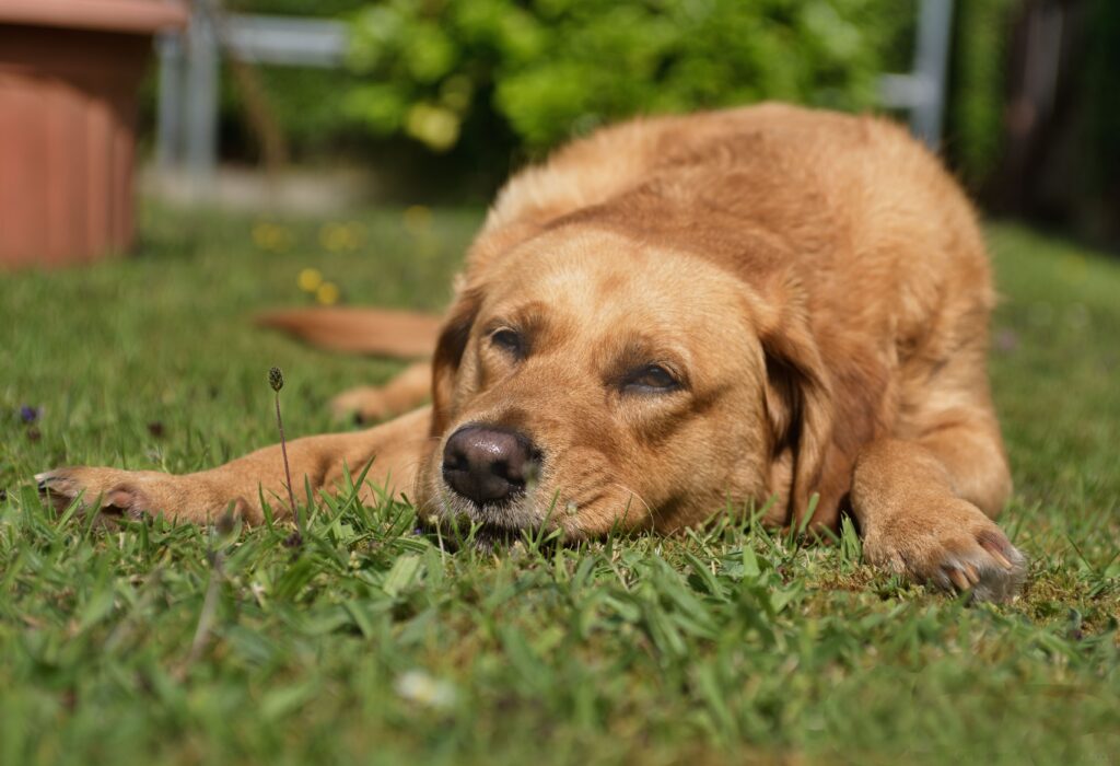 Aspiration Pneumonia Dog: Complete Guide to Diagnosis, Treatment, and Recovery