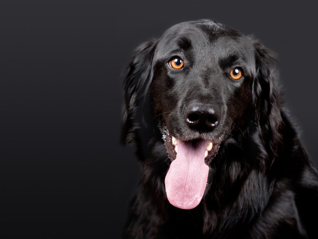 Acupuncture for Chronic Pain in Dogs: A Complete Guide to Natural Pain Relief
