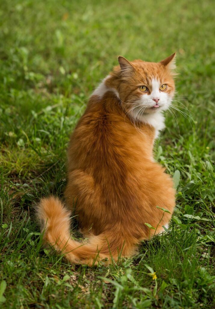 Complete Senior Cat Wellness Guide: Keeping Your Aging Feline Healthy and Happy