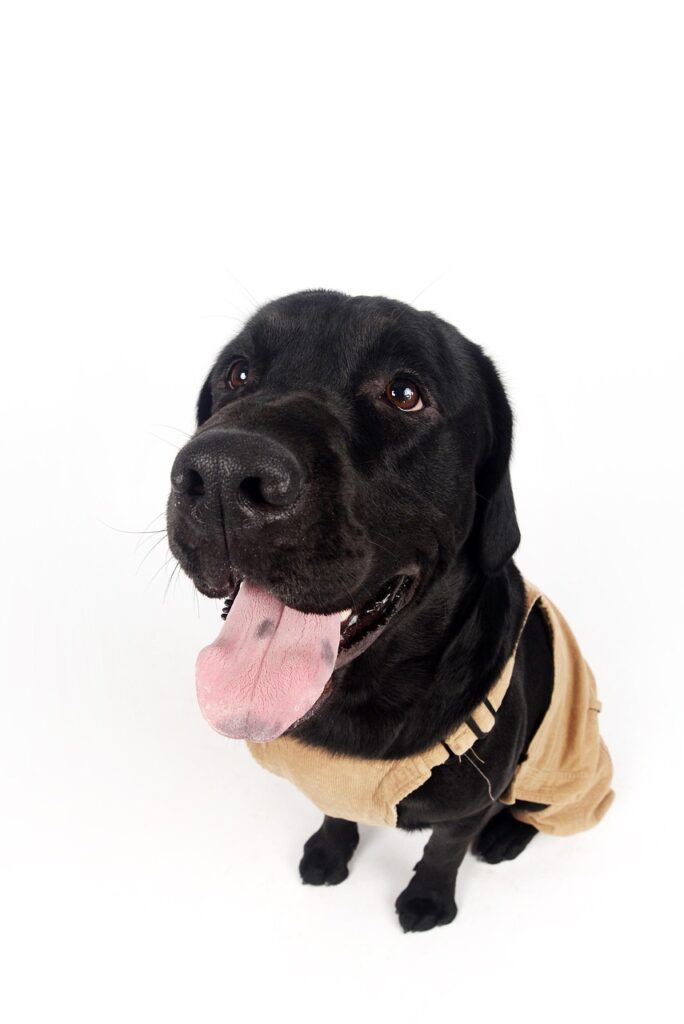 Dogs with Spotted Tongues: Normal Pigmentation in Canines