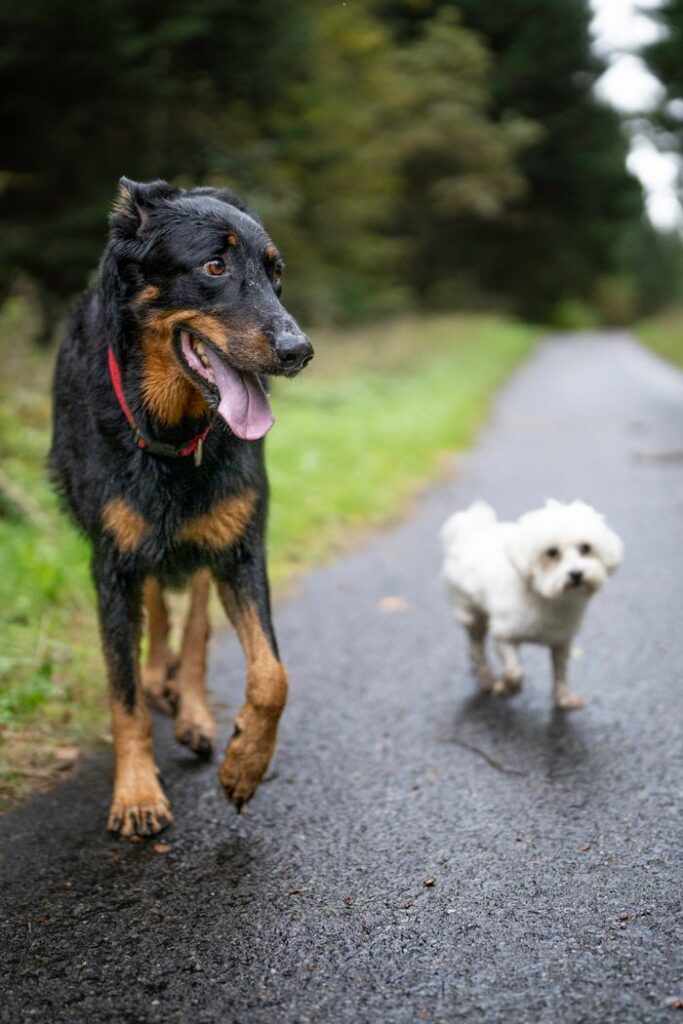 My Dog Keeps Catching His Paw When Walking: Causes, Solutions, and When to Seek Help