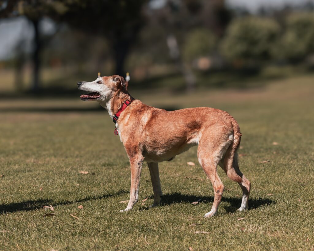 Neurological Conditions in Dogs: A Complete Guide for Pet Owners