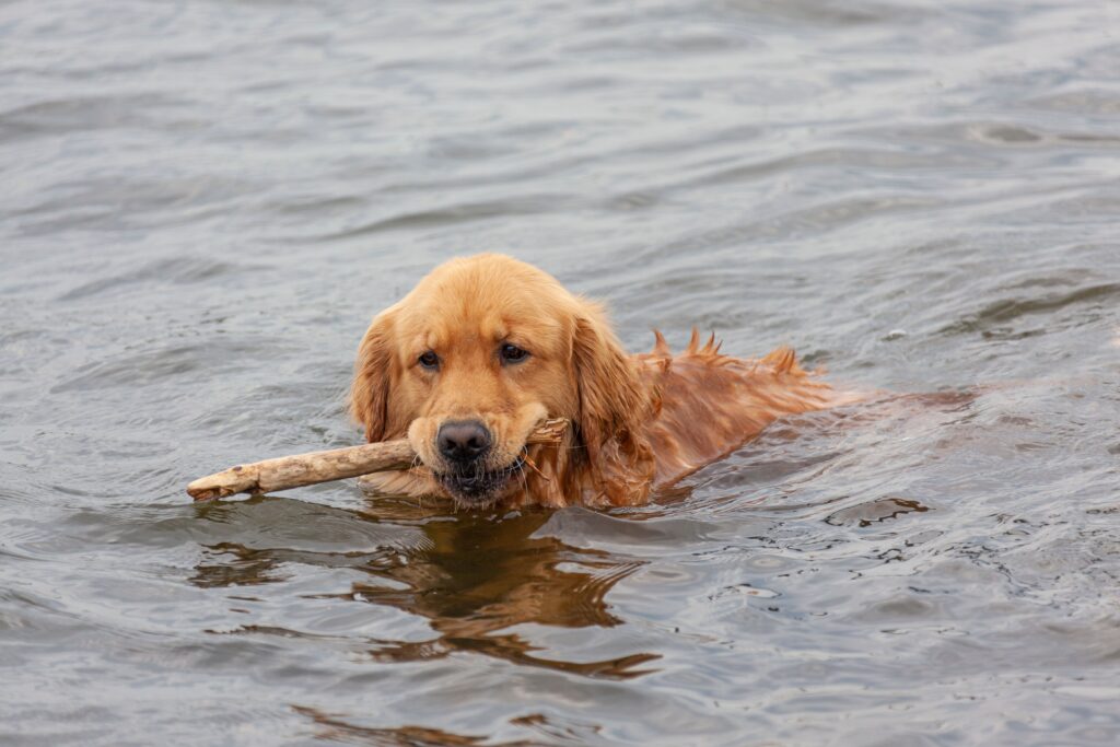 Limber Tail in Dogs: Complete Guide to Acute Caudal Myopathy