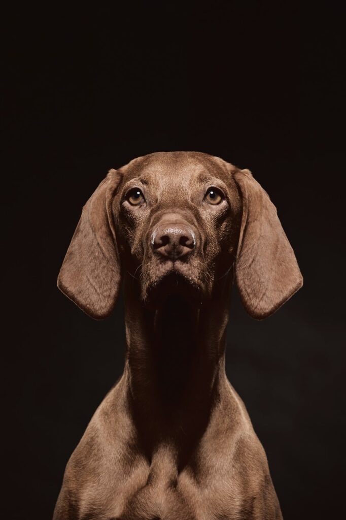 What to Do If Your Dog Accidentally Eats Chocolate: Emergency Guide