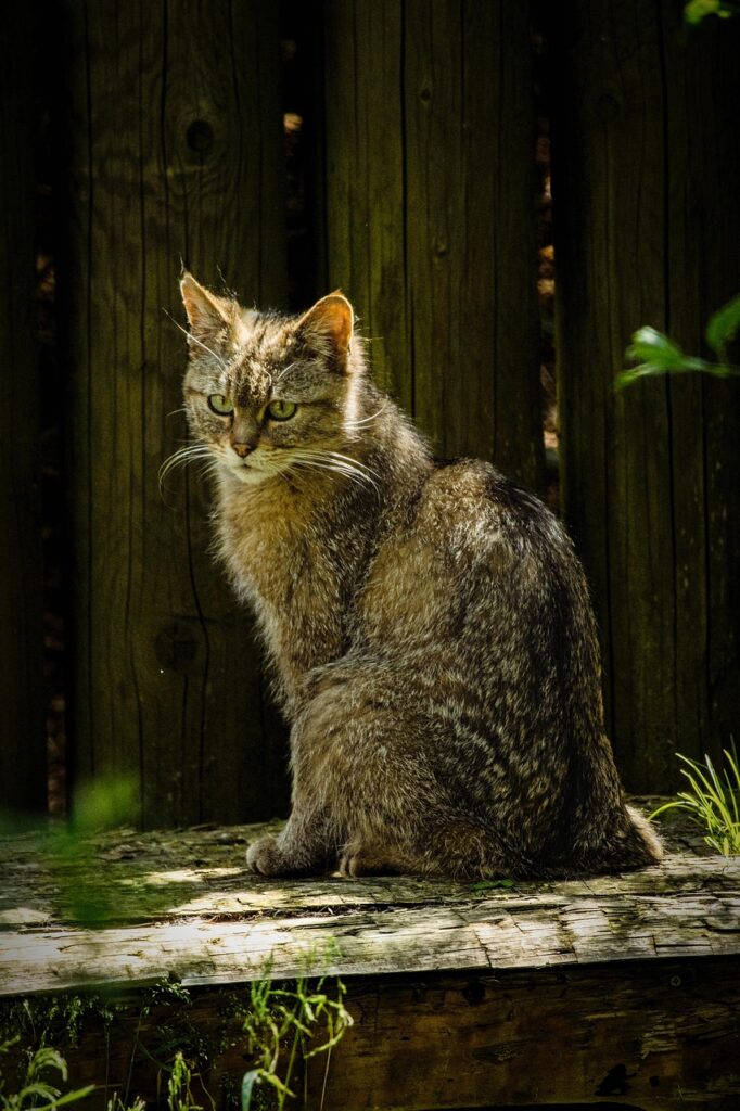 Cat Kidney Failure Back Legs: Signs, Symptoms and What to Do