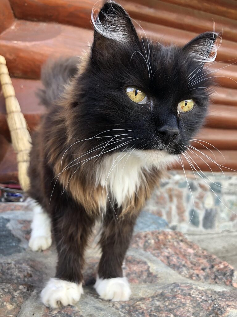 How Long Can Cats Live With Kidney Disease: A Complete Survival Guide