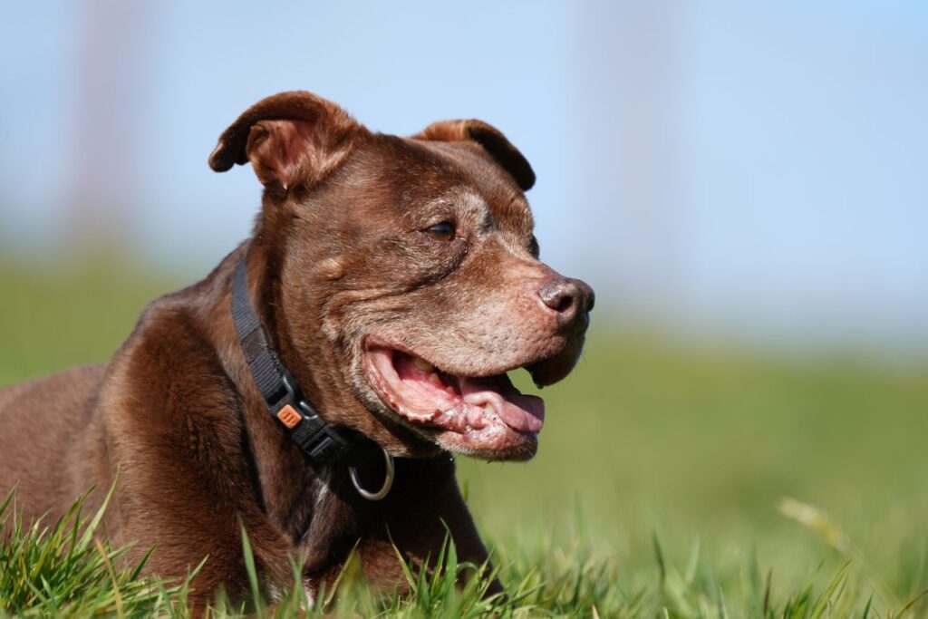 My Dogs Lump Feels Like Its Getting Bigger: A Complete Guide to Understanding and Managing Growing Lumps