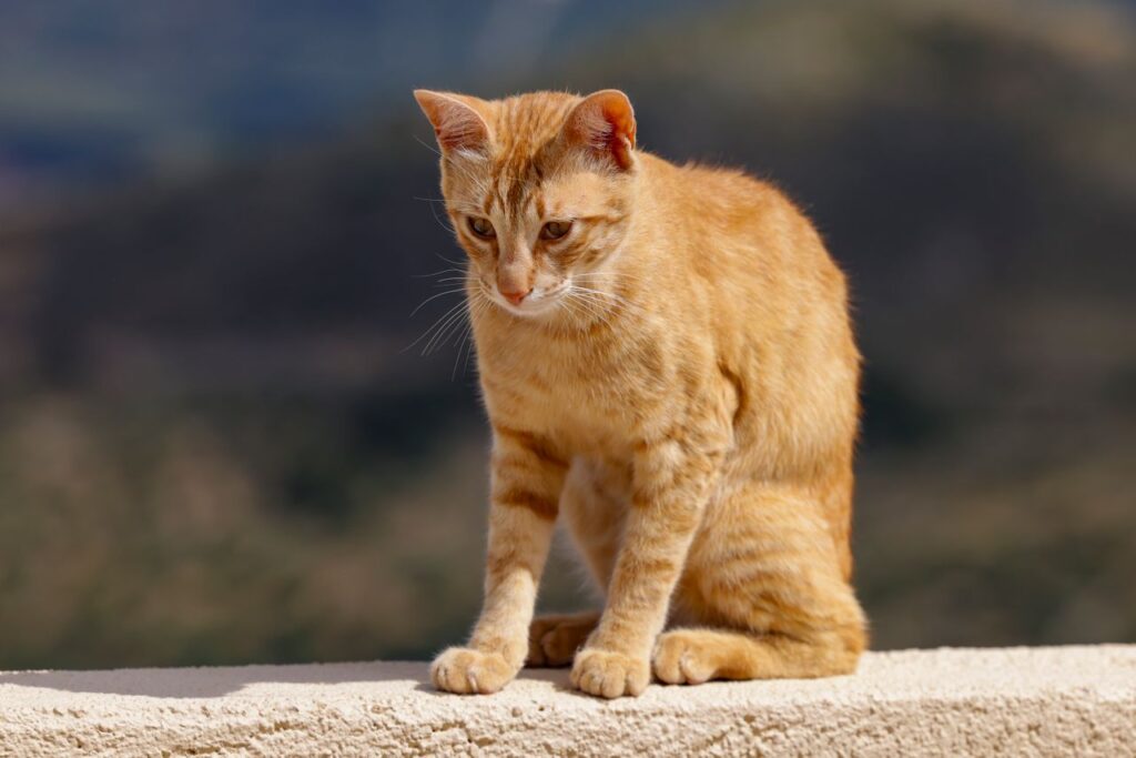 Swollen Kidneys in Cats: Causes, Symptoms, and Treatment Guide