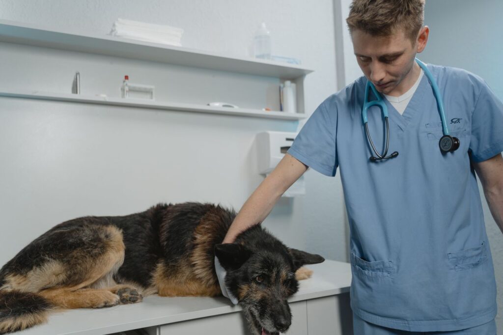Dog Has Fever and Trouble Walking: What It Means and What To Do Right Now