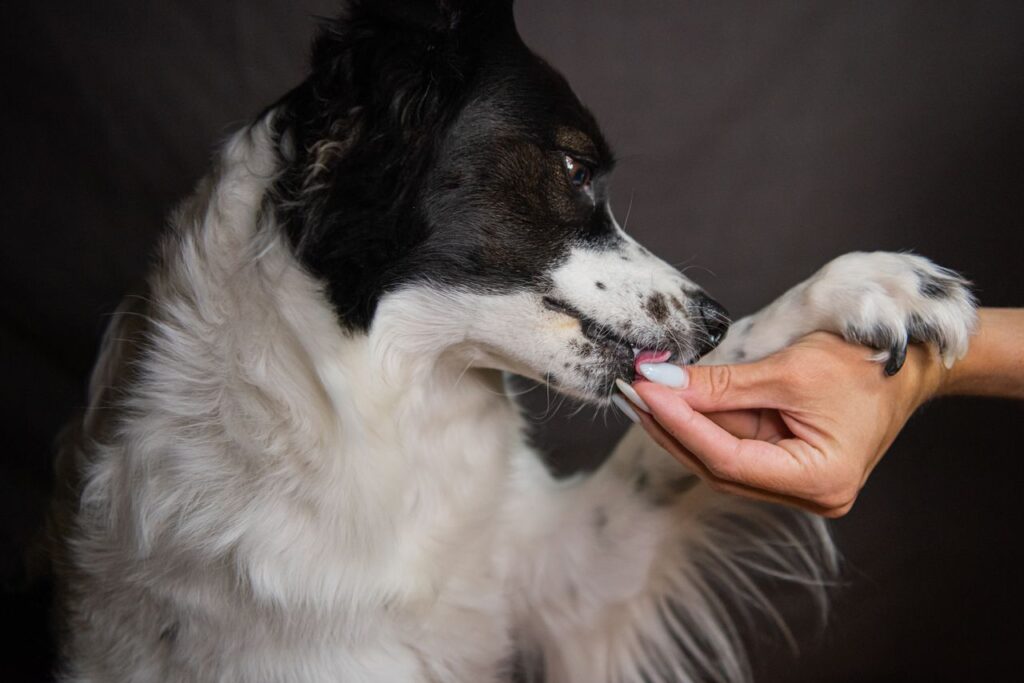 What Happens If a Dog Gets Heartworms? Symptoms, Damage, and What You Must Do Next