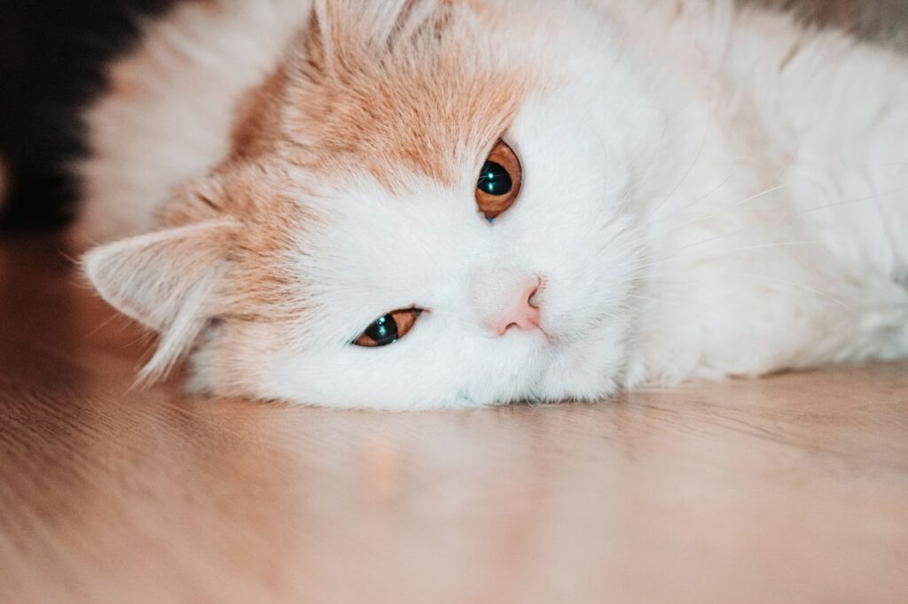 Kidney Failure in Cats Stages: Complete Guide to IRIS Classification and What Each Stage Means