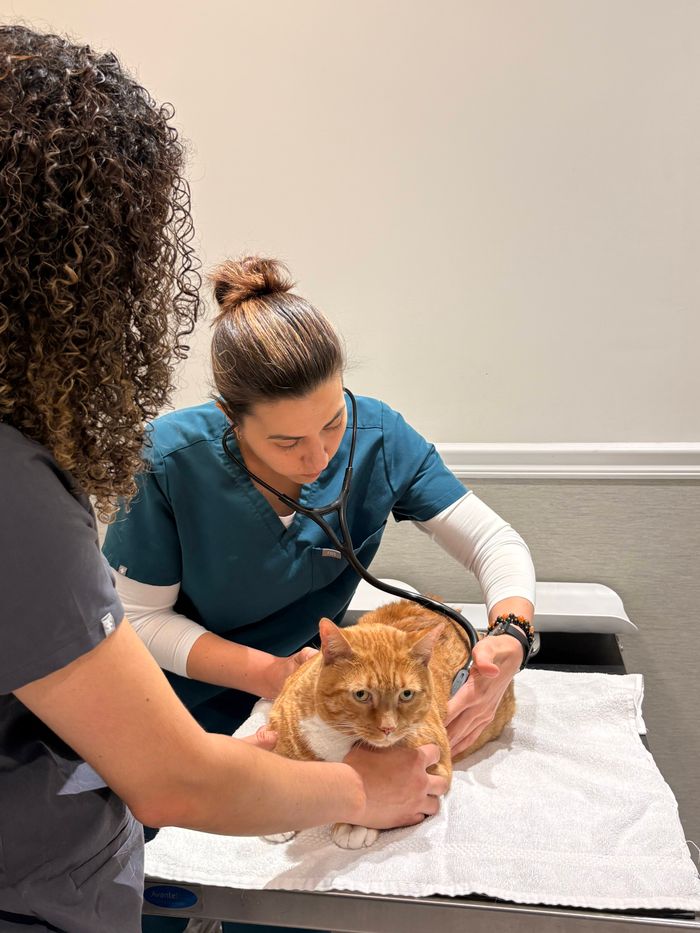 Cat Kidney Stones: Signs, Treatment Options, and How CompanAIn Can Help You Monitor Your Cat’s Kidney Health