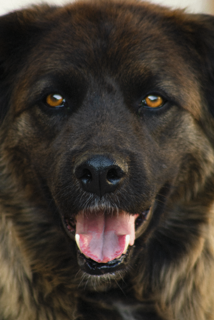 Canine Genetic Predisposition to Disease or Conditions: A Practical Guide for Dog Owners