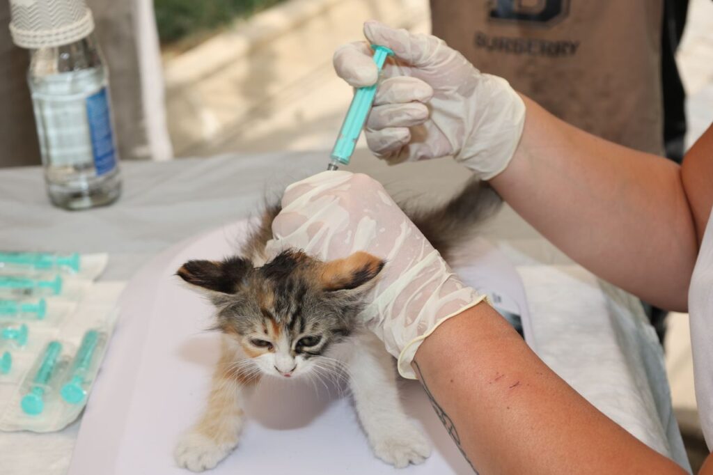 Vaccination Schedule for Dogs and Cats: Complete 2026 Guide for Pet Parents