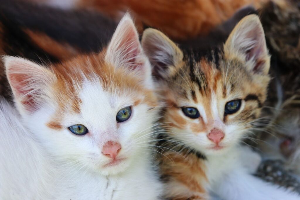 Cats and Genetic Predisposition to Conditions or Disease: A Practical Guide for Pet Owners
