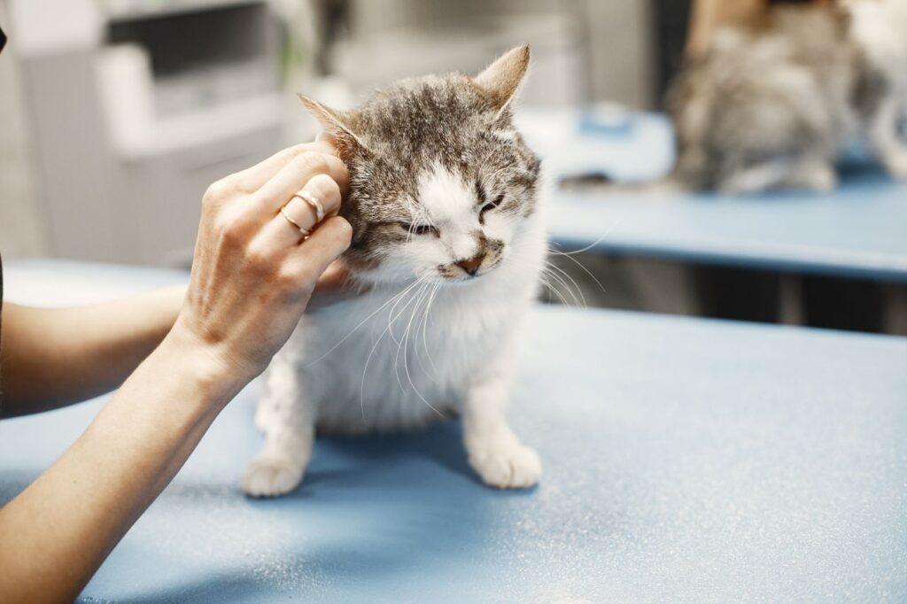 Kidney Infection in Cats: Signs, Treatment & How CompanAIn Can Help You Track Recovery