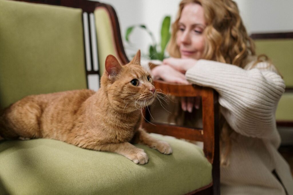 How to Tell if Your Cat Is Healthy Beyond the Annual Vet Visit